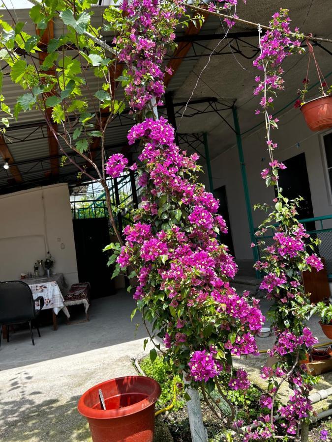 Na Shapsug Guest House Gagra Eksteriør billede
